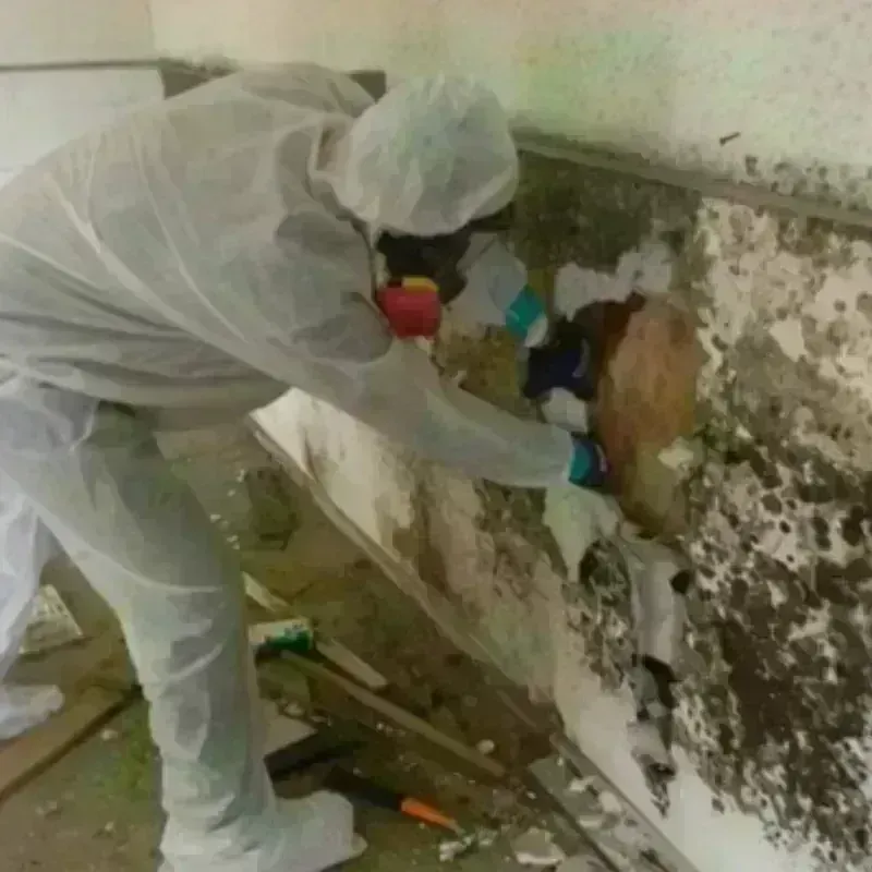 Mold Remediation and Removal in Midland, WA